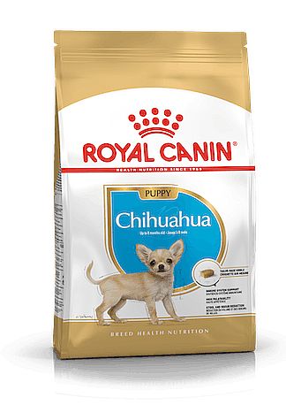 RC BHN CHIHUAHUA Puppy  500g