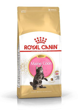 RC FBN KITTEN MAINECOON  10kg