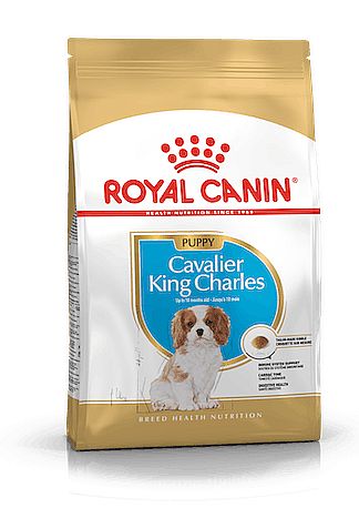 RC BHN CAVALIER KING CHARLES Puppy 1,5kg