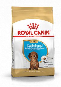 RC BHN DACHSHUND Puppy 1,5kg