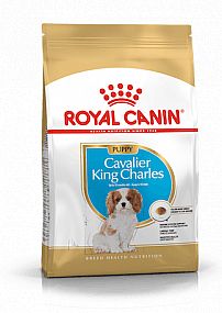 RC BHN CAVALIER KING CHARLES Puppy 1,5kg